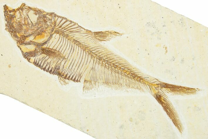 Detailed Fossil Fish (Diplomystus) - Wyoming #329585